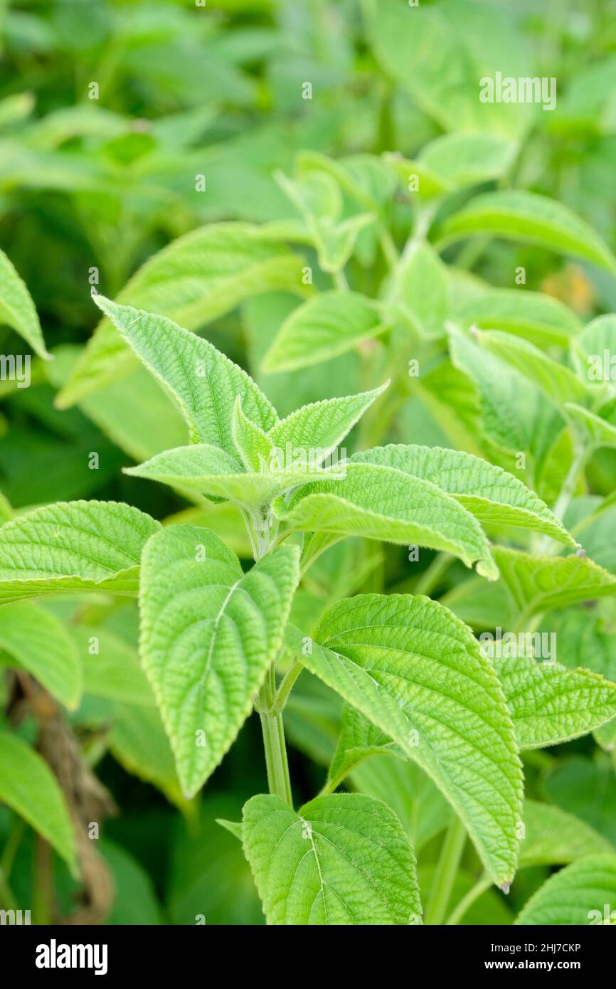 chia, (Salvia hispanica), également appelé chia mexicain ou chia salba.Plantes en croissance. Banque D'Images