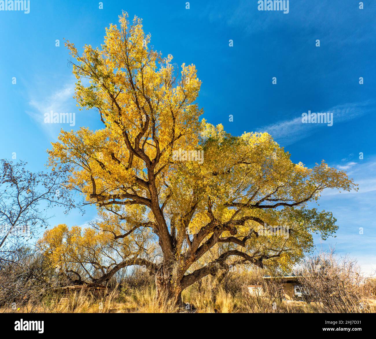 Grand arbre de coton de Fremont, 120 ans, en feuillage d'automne, à San Pedro House, San Pedro Riparian NCA, près de Sierra Vista, Arizona, États-Unis Banque D'Images