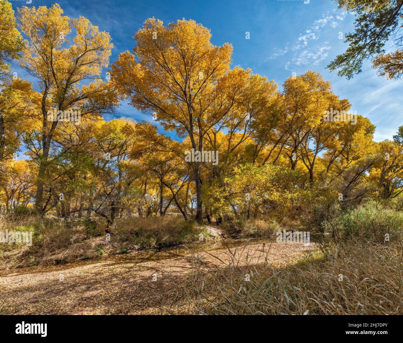 Forêt riveraine d'arbres en bois de coton de Fremont, au-dessus du chenal de la rivière San Pedro, San Pedro Riparian NCA, près de Sierra Vista, Arizona, États-Unis Banque D'Images