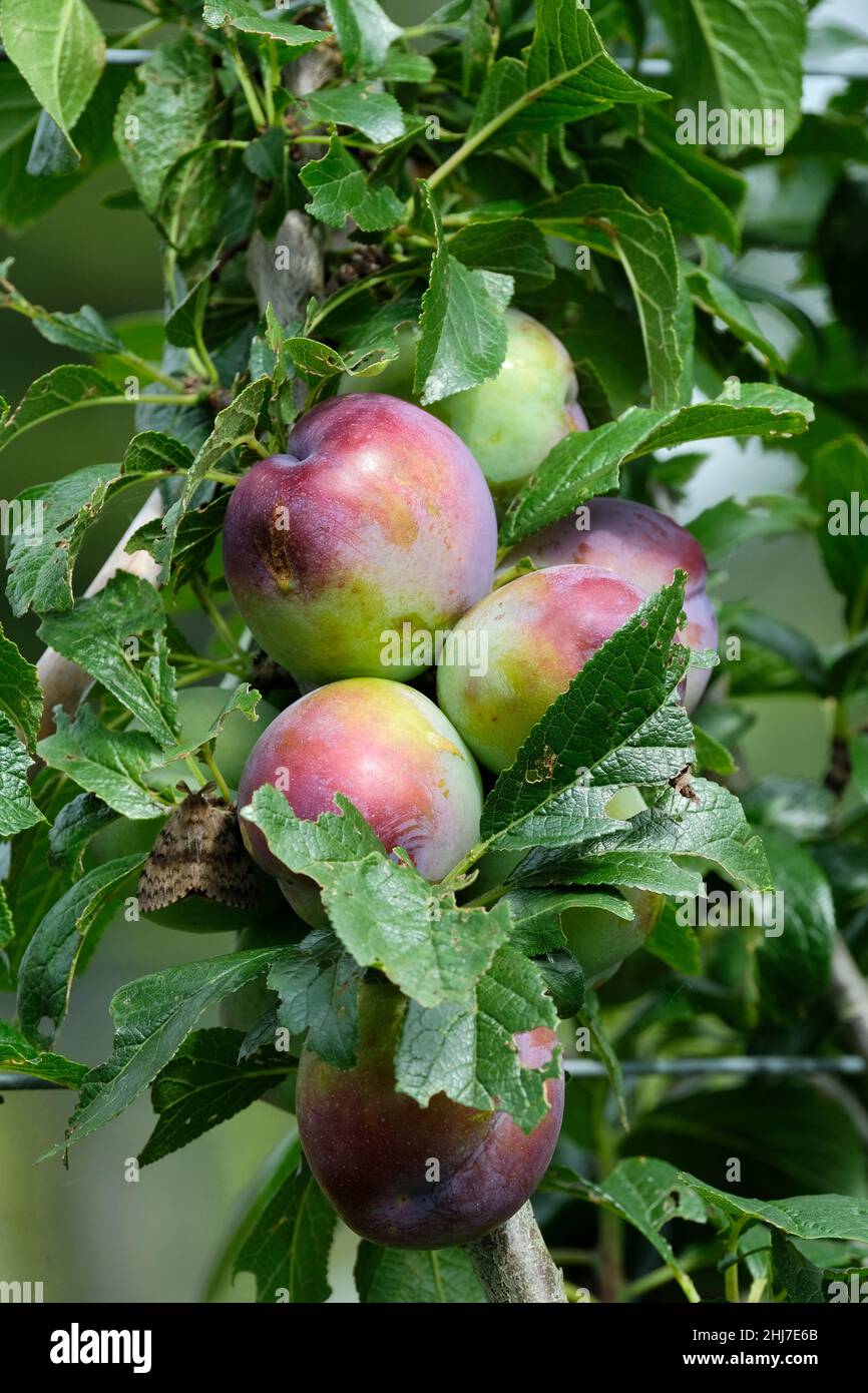 Prunier 'Guinevere', Prunus domestica 'Guinevere'.Fruits mûrs poussant sur l'arbre Banque D'Images