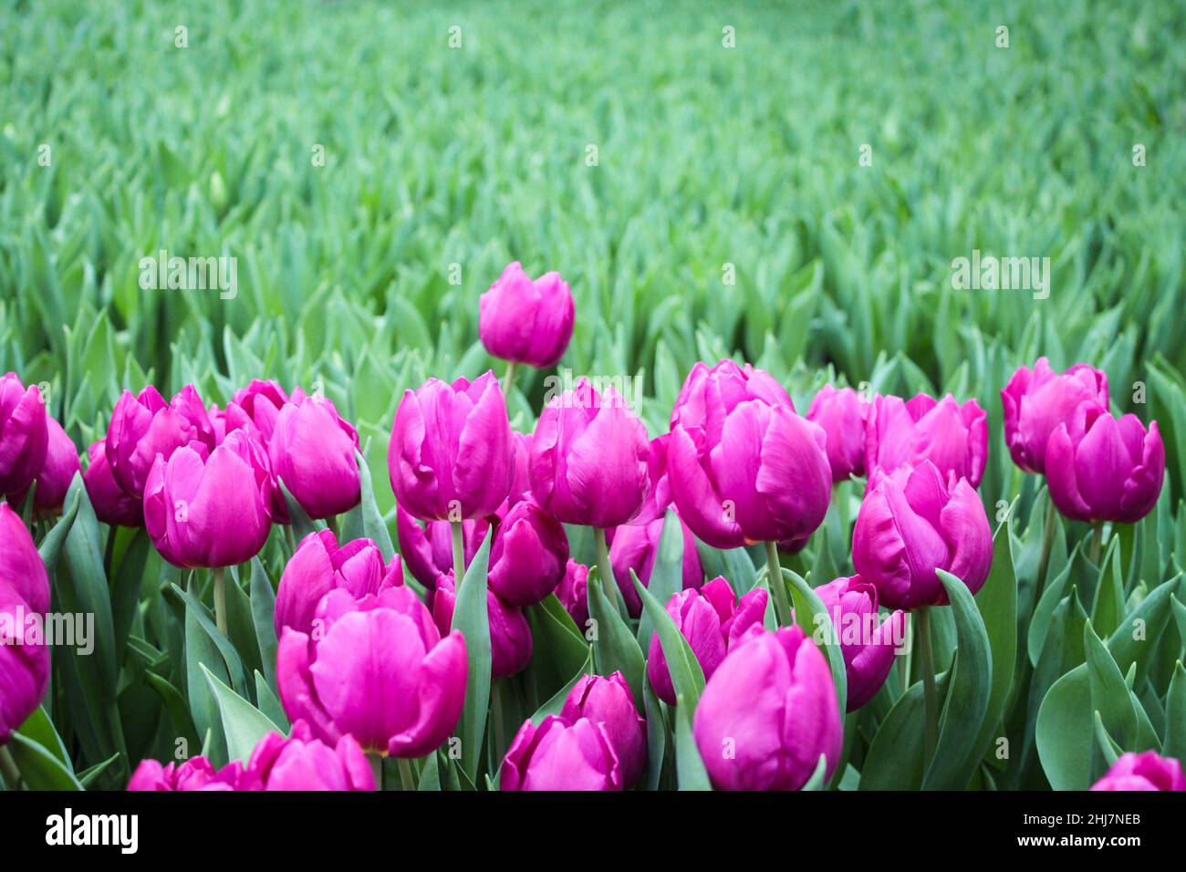 Rose vif presque violet fleurs de tulipe fraîches sur un fond de pousses vertes.Copie de l'espace.Carte de vœux. Banque D'Images