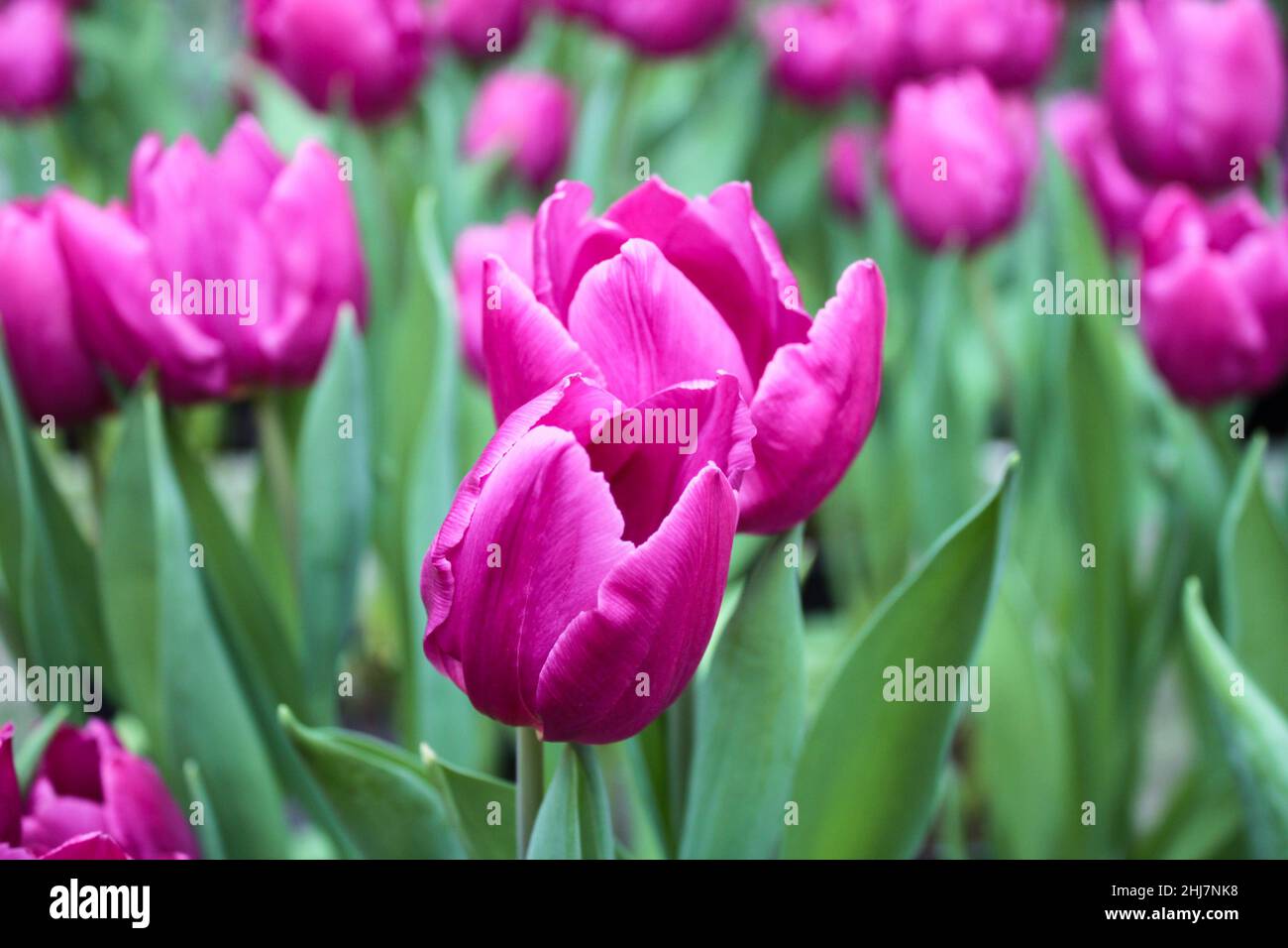 Gros plan de fleurs de tulipe fraîches presque pourpres rose vif.Fond floral festif.Carte de vœux. Banque D'Images