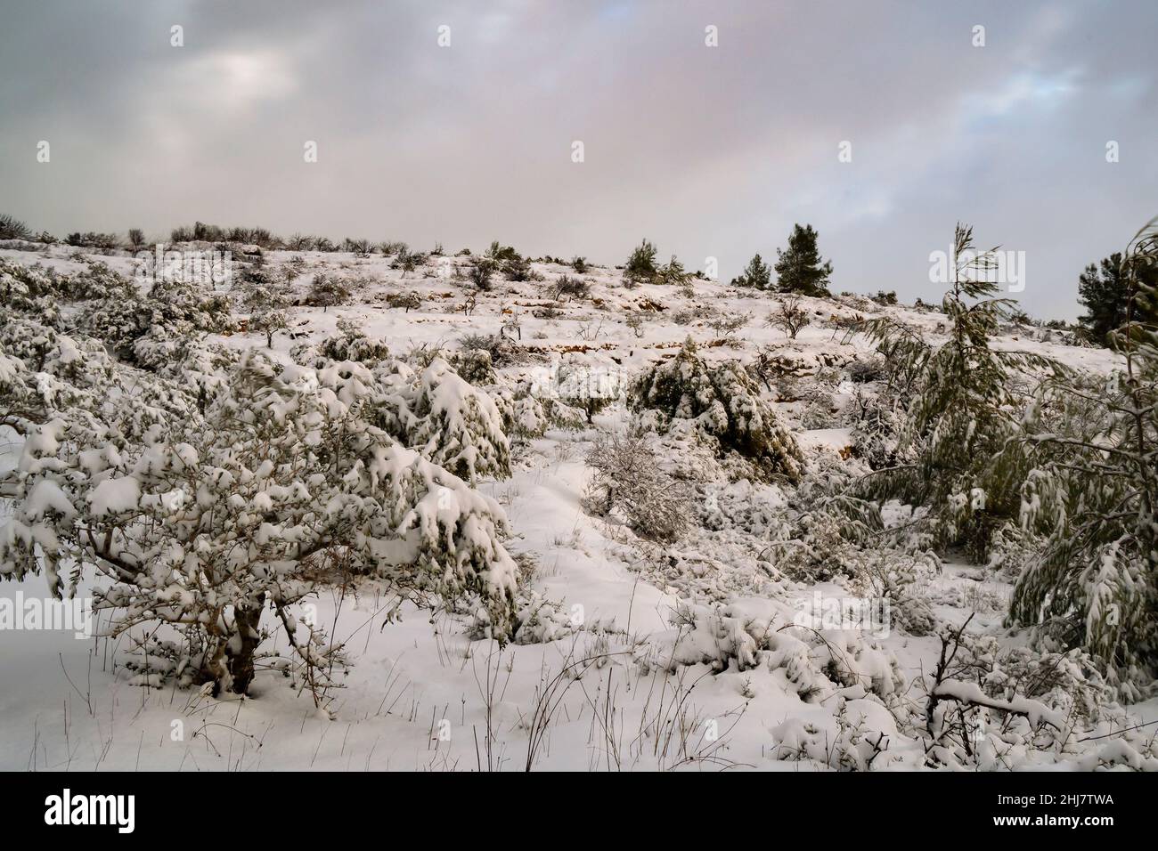 Neige recouvrant les montagnes de la Judée, près de Jérusalem, Israël, à l'aube. Banque D'Images