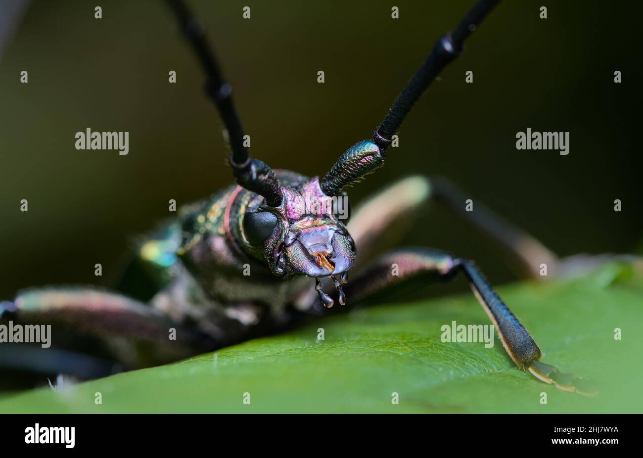 Photo macro avant de la tête d'Un bleu, cuivre Musk Beetle, Aromia moschata, sur Une Bramble, montrant long Antennae, Royaume-Uni Banque D'Images