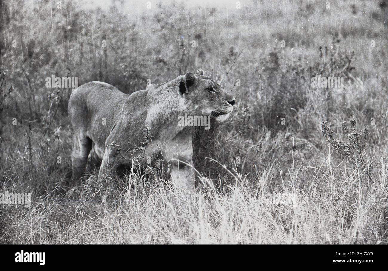 1950s, historique, lion en légère sous-croissance, trainking, Afrique. Banque D'Images