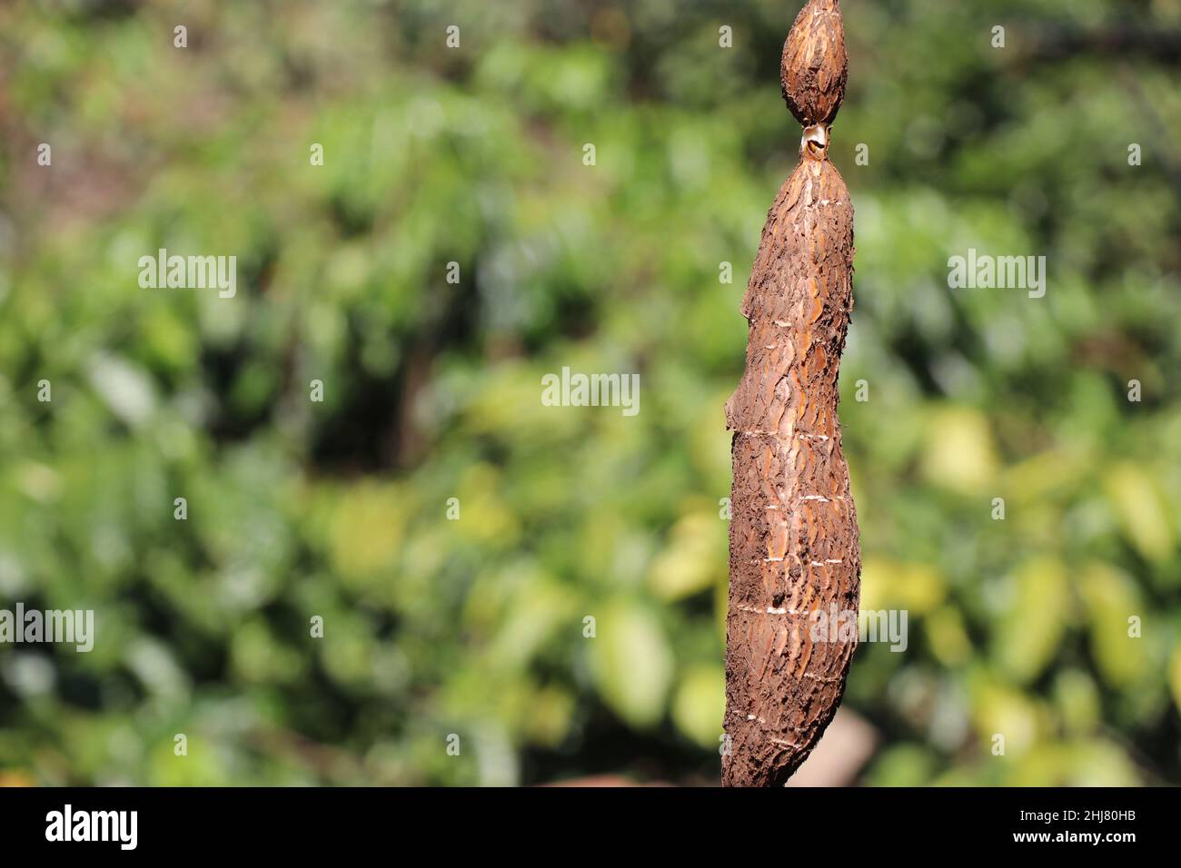 La seule racine de tapioca tenue en main, manioc après récolte sur fond de nature avec espace pour le texte de copie Banque D'Images