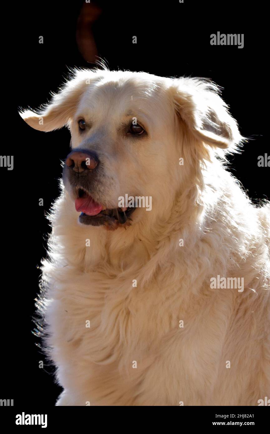 Le visage d'un chien du Golden Retriever se reproduit au premier plan sur fond sombre.Le chien est de couleur crème légère Banque D'Images