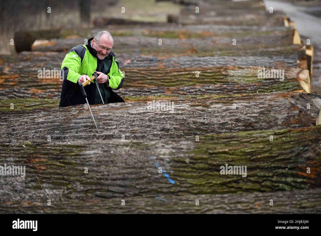 Erfurt, Allemagne.27th janvier 2022.Volker Gebhardt, membre du conseil d'administration de ThüringenForst, regarde une bûche de chêne avec 2,59 mètres solides, qui a été mise aux enchères pour 4607 euros, après la vente aux enchères de bois dur et de résineux de 2022 sur le site de soumission de ThüringenForst.Des troncs d'arbres particulièrement précieux provenant des forêts de Thuringe, soit un total d'environ 700 lots, ont été mis en candidature.Le chêne a dominé parmi les 16 espèces d'arbres feuillus et de conifères.Credit: Martin Schutt/dpa-Zentralbild/dpa/Alay Live News Banque D'Images