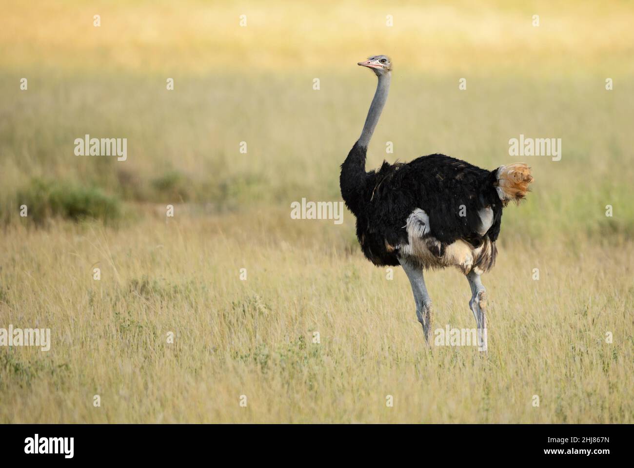 Autruche - Struthio camelus, beau grand oiseau de savanes et buissons africains, Tsavo est, Kenya. Banque D'Images