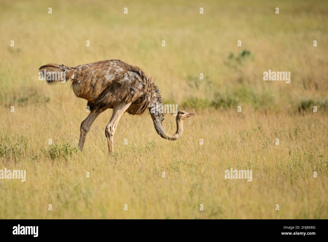 Autruche - Struthio camelus, beau grand oiseau de savanes et buissons africains, Tsavo est, Kenya. Banque D'Images