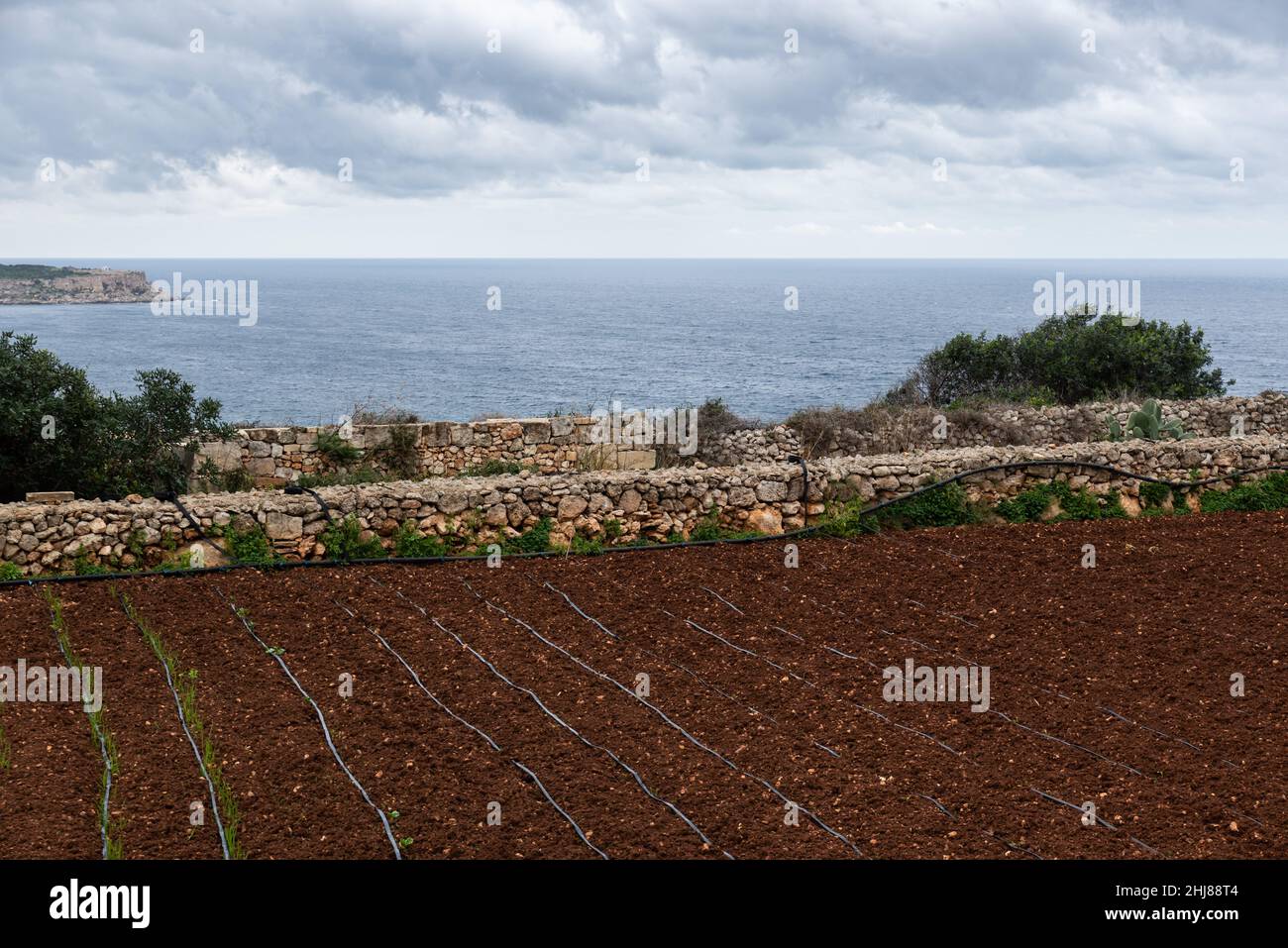 Terre brune d'une petite terre agricole locale avec la mer et les montagnes en arrière-plan, Selmun, Malte Banque D'Images