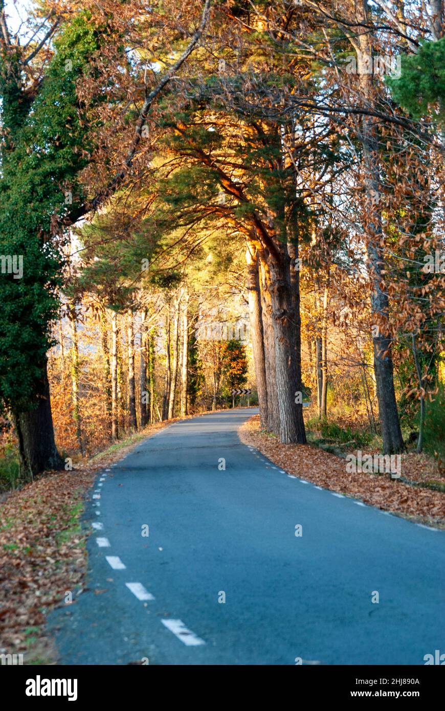 Route de montagne courbée en automne avec des arbres dans la gouttière et des feuilles sur le sol Banque D'Images