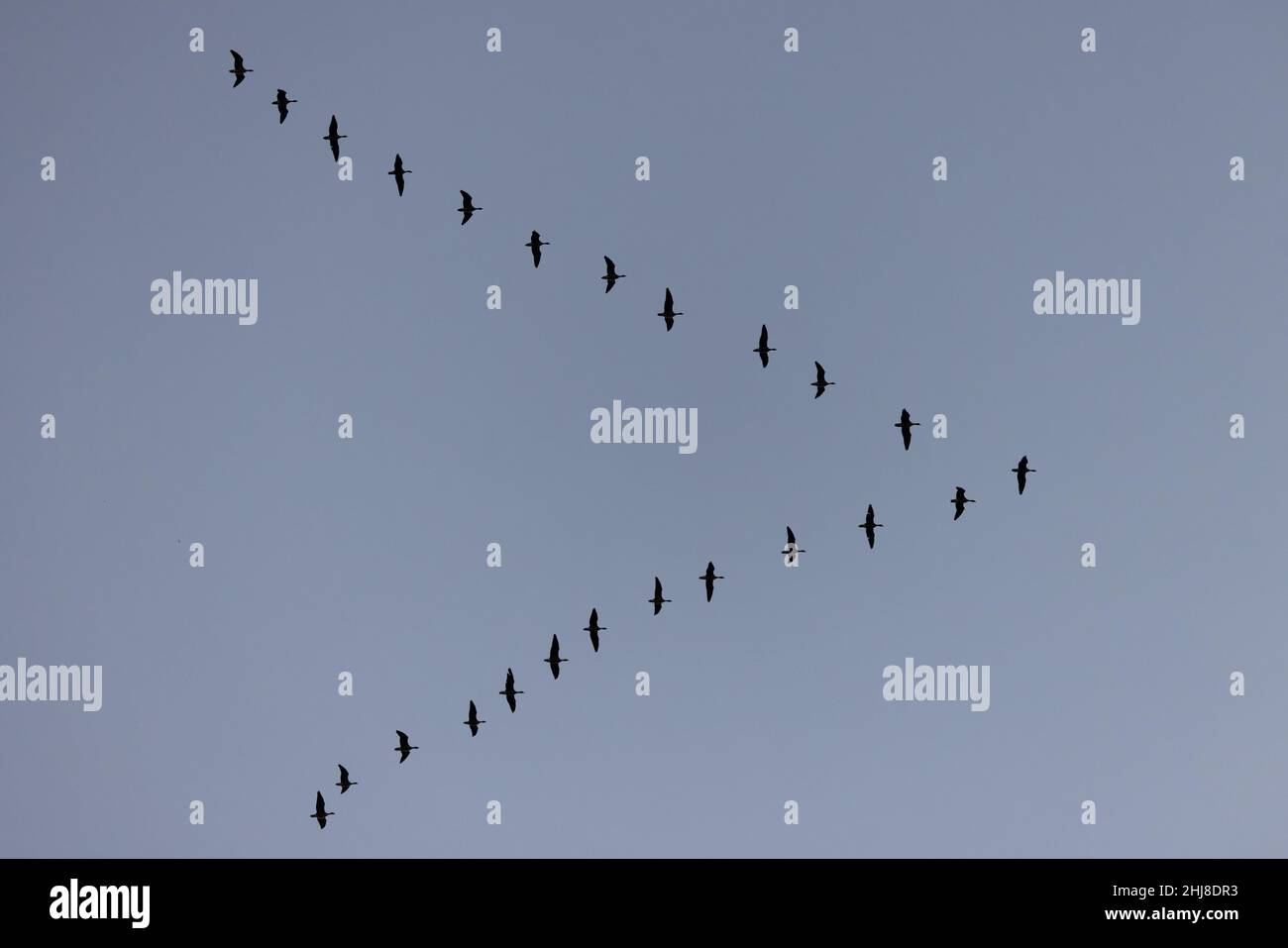 OIE à pieds roses (Anser barchyrhynchus) Norfolk GB UK janvier 2022 Banque D'Images