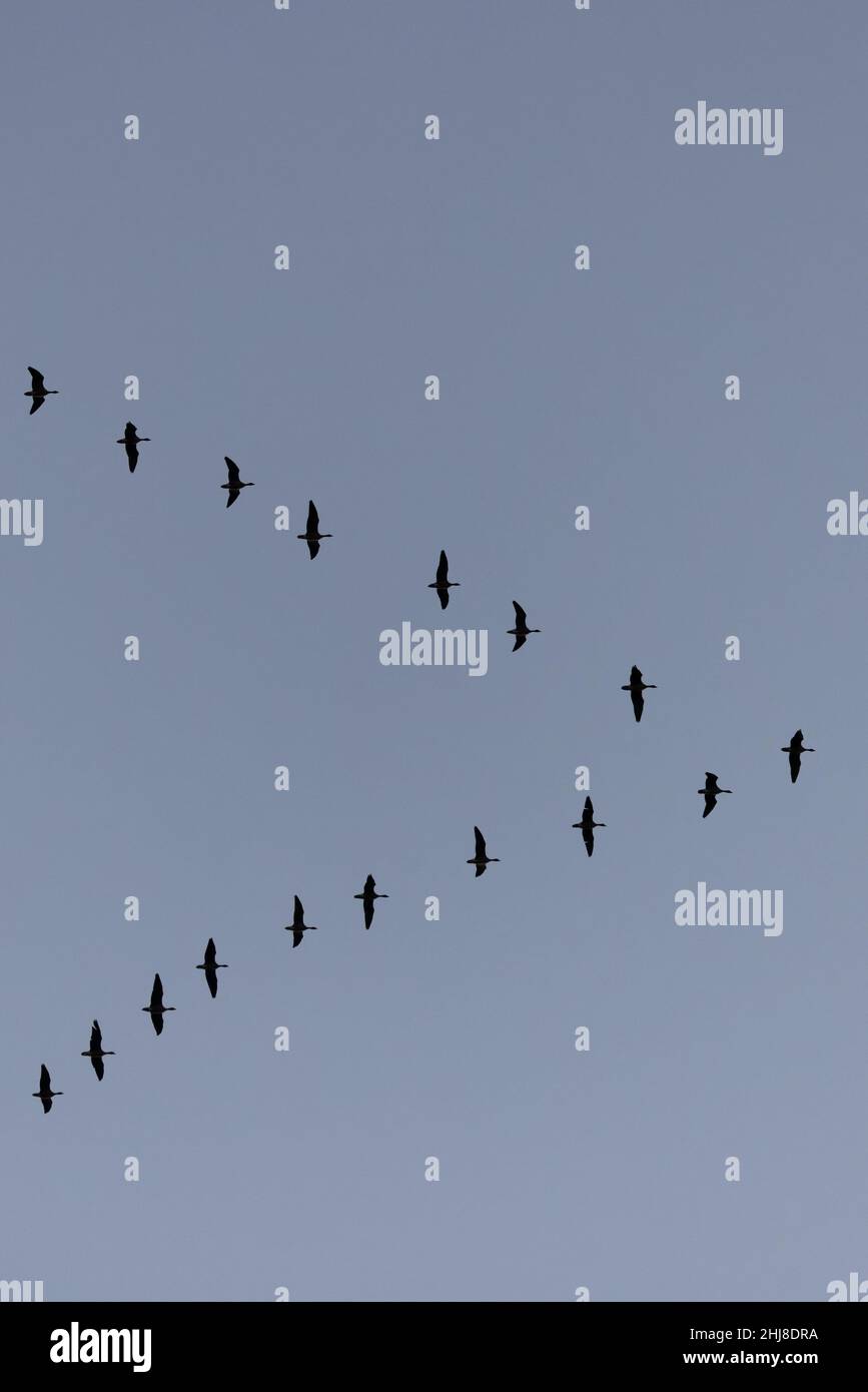 OIE à pieds roses (Anser barchyrhynchus) Norfolk GB UK janvier 2022 Banque D'Images