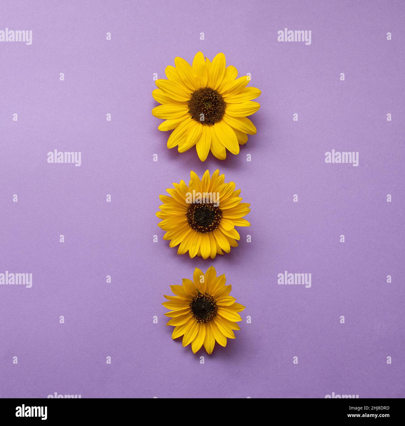 Un joli motif de tournesols jaunes sur fond rose. Idée créative. Banque D'Images