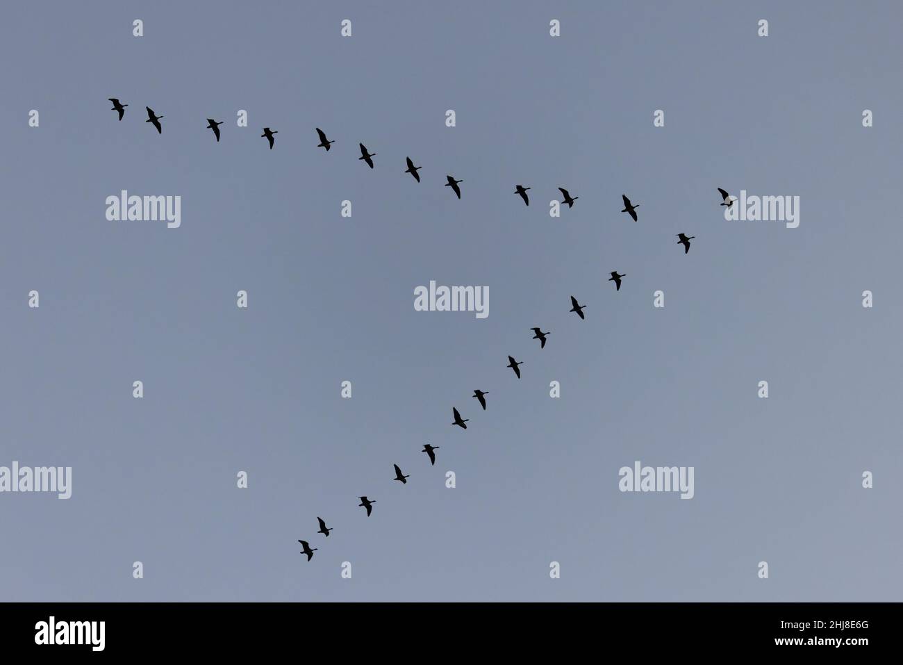 OIE à pieds roses (Anser barchyrhynchus) Norfolk GB UK janvier 2022 Banque D'Images