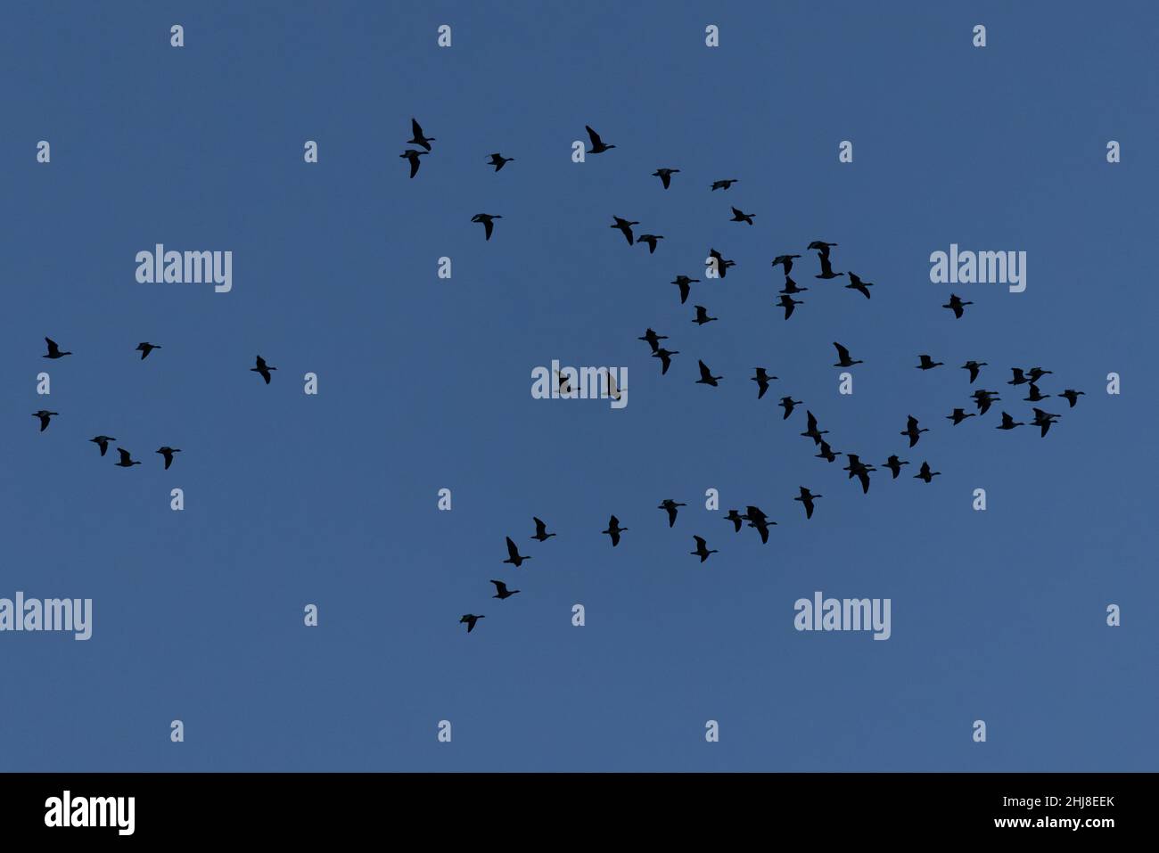 OIE à pieds roses (Anser barchyrhynchus) Norfolk GB UK janvier 2022 Banque D'Images