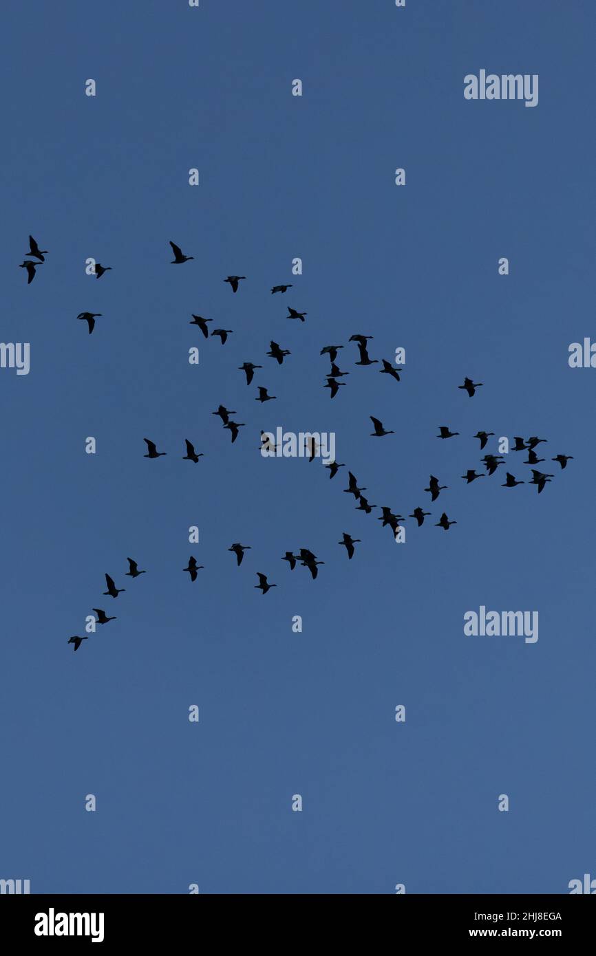 OIE à pieds roses (Anser barchyrhynchus) Norfolk GB UK janvier 2022 Banque D'Images