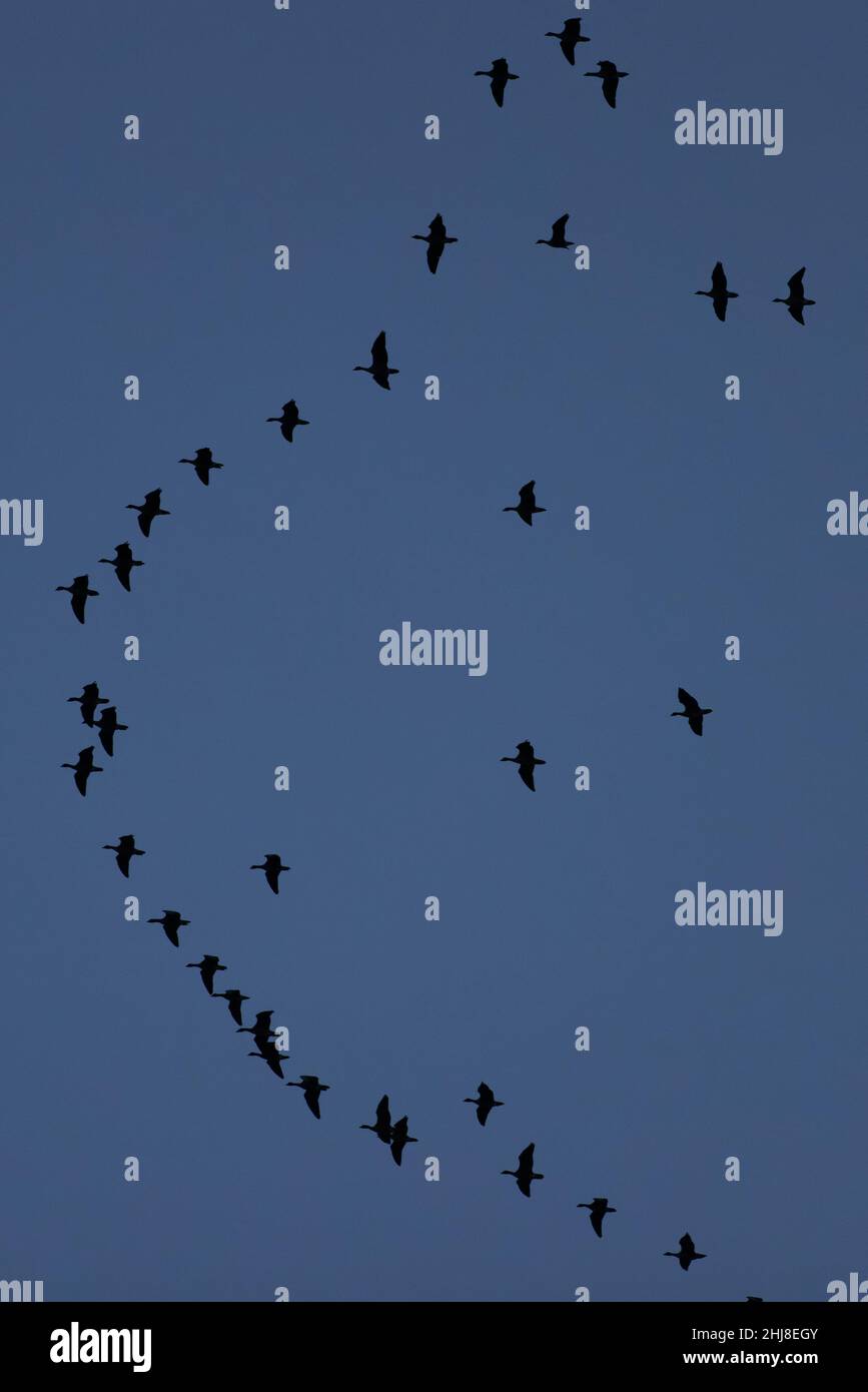 OIE à pieds roses (Anser barchyrhynchus) Norfolk GB UK janvier 2022 Banque D'Images