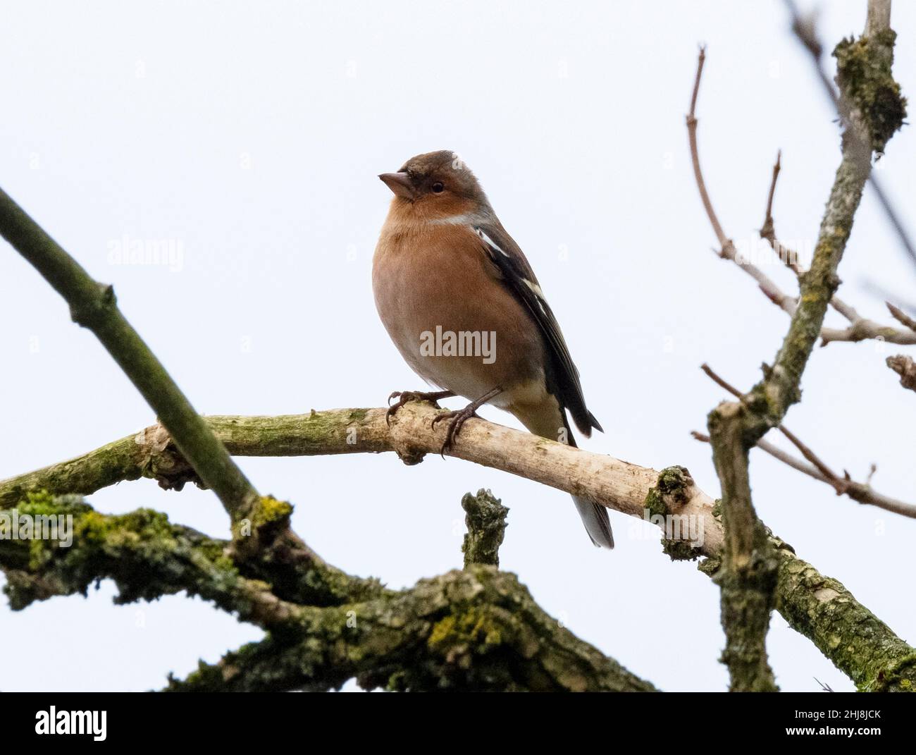 Cheffinch mâle (collines de Fringilla) perché dans un arbre, Lothian occidental, Écosse. Banque D'Images