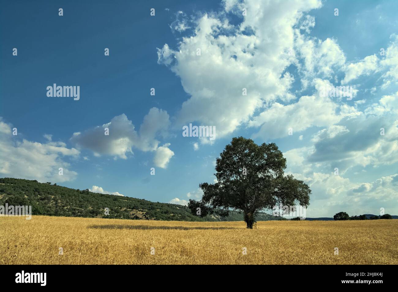 Paysage agricole en Turquie arbre solitaire dans un champ de blé en Anatolie près de Kutahya Banque D'Images