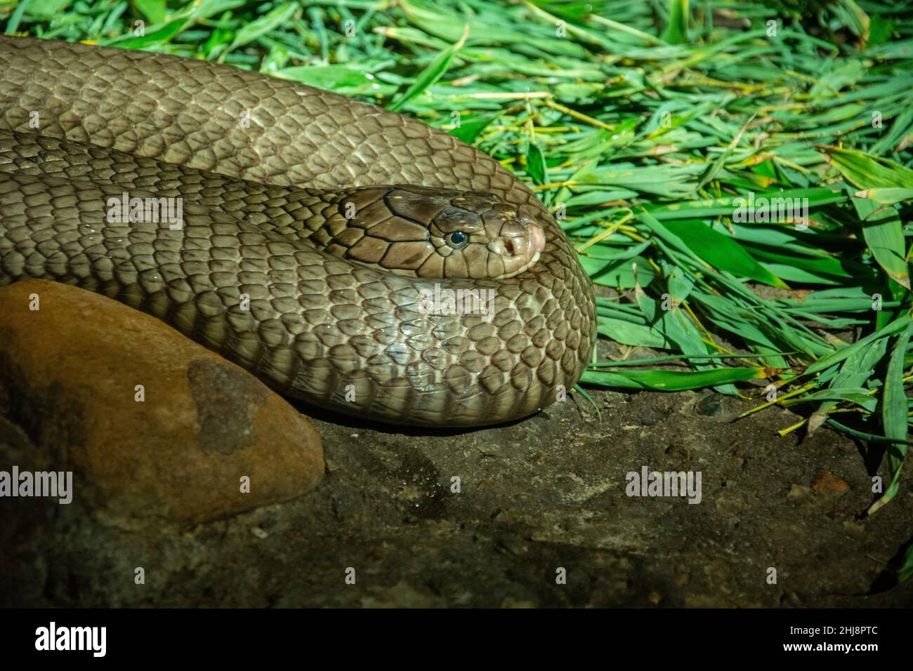 Le cobra roi (Ophiophagus hannah) aux yeux ouverts Banque D'Images