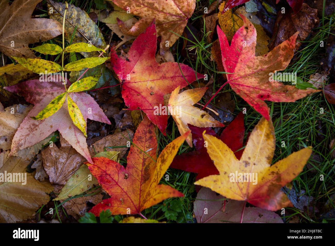 Royaume-Uni, Angleterre, Cheshire, Goostrey, Université de Manchester,Jodrell Bank Arboretum en automne, feuilles colorées sur le sol Banque D'Images