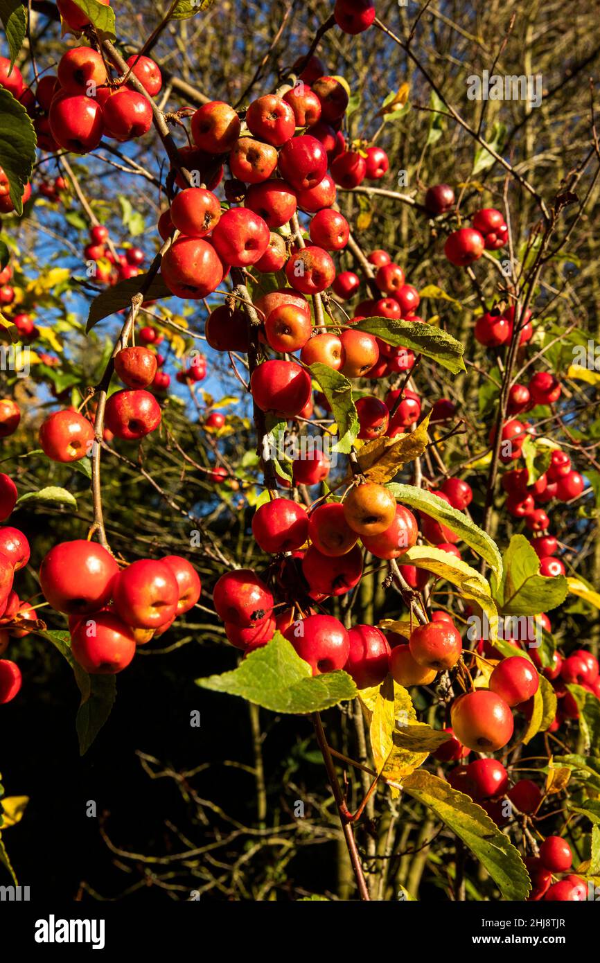 Royaume-Uni, Angleterre, Cheshire, Goostrey, Université de Manchester,Jodrell Bank Arboretum, fruit sur les malus en automne Banque D'Images