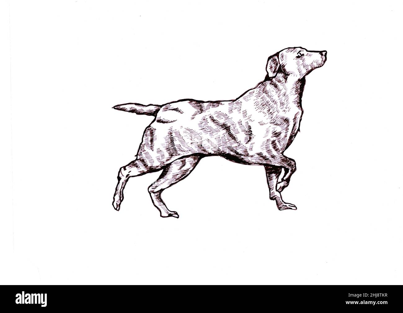 Dessin d'un chien marchant sur un fond blanc. Banque D'Images