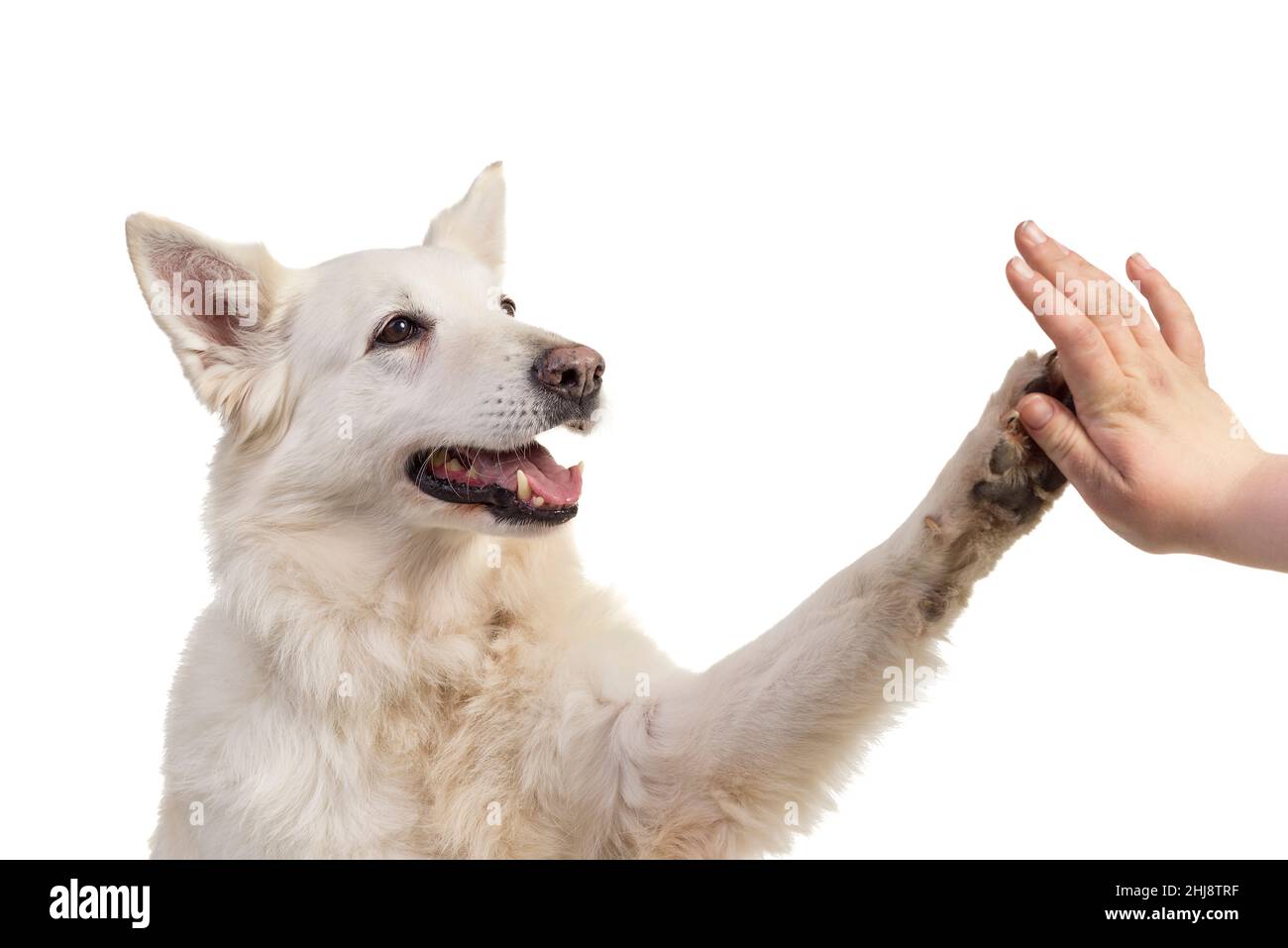 Portrait de chien berger blanc suisse face caméra isolé sur un fond blanc donnant une forte 5 Banque D'Images