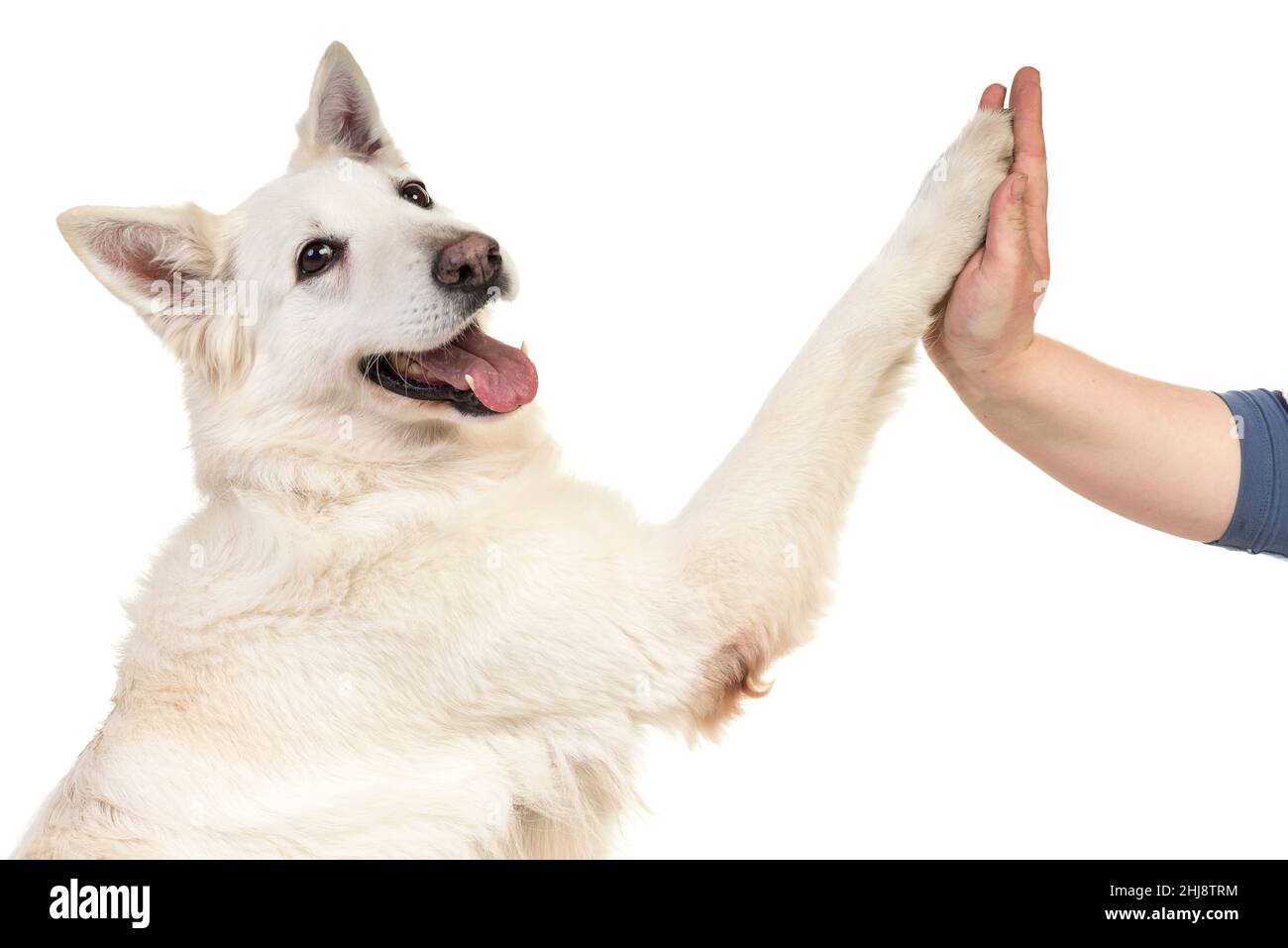 Portrait de chien berger blanc suisse face caméra isolé sur un fond blanc donnant une forte 5 Banque D'Images