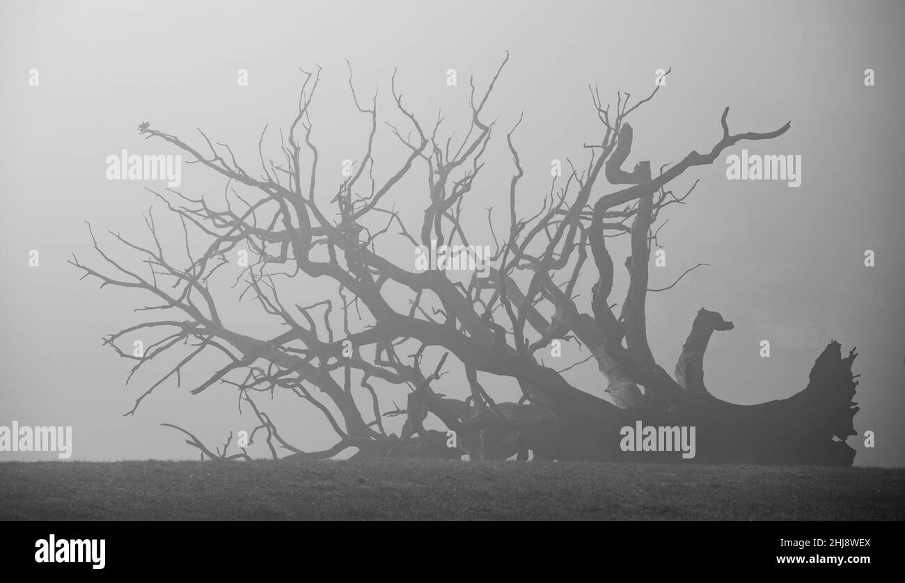Arbre tombé, Bromfield, Shropshire Banque D'Images