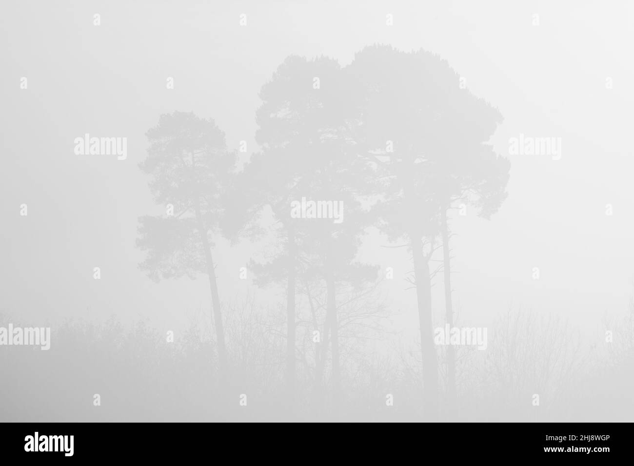 COPSE des arbres dans le brouillard Banque D'Images