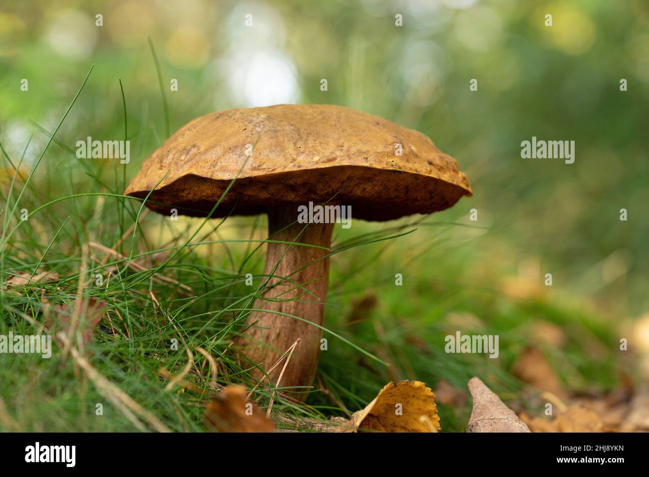 A Suillellus luridus ( anciennement Boletus luridus ) communément appelé le bolete luride gros plan sur l'herbe et ananas Banque D'Images