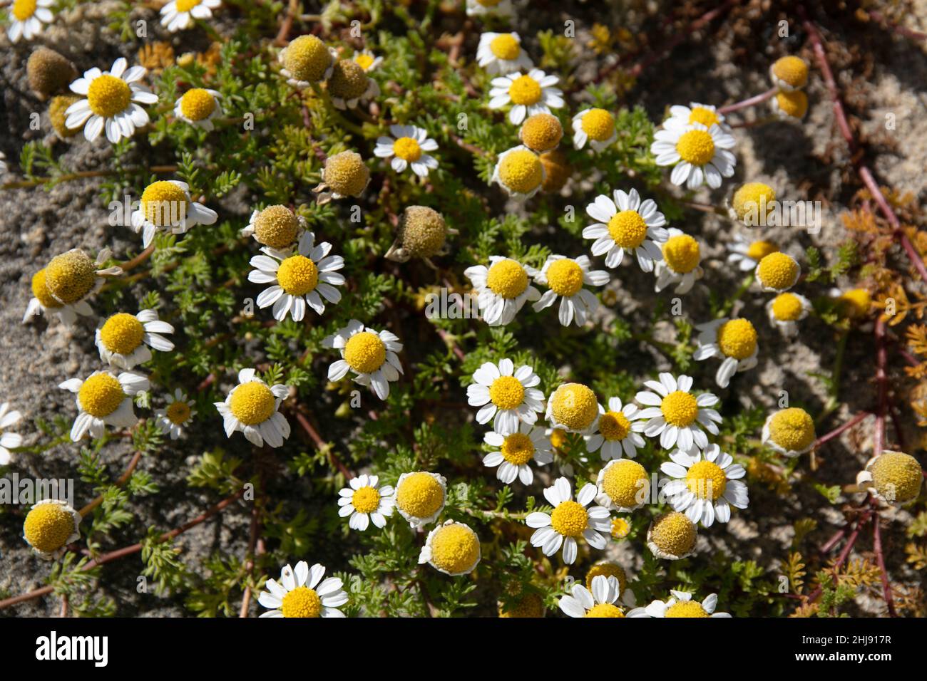 Chamomiles, Yarrows, et les alliés Tribe Anthemideae Banque D'Images