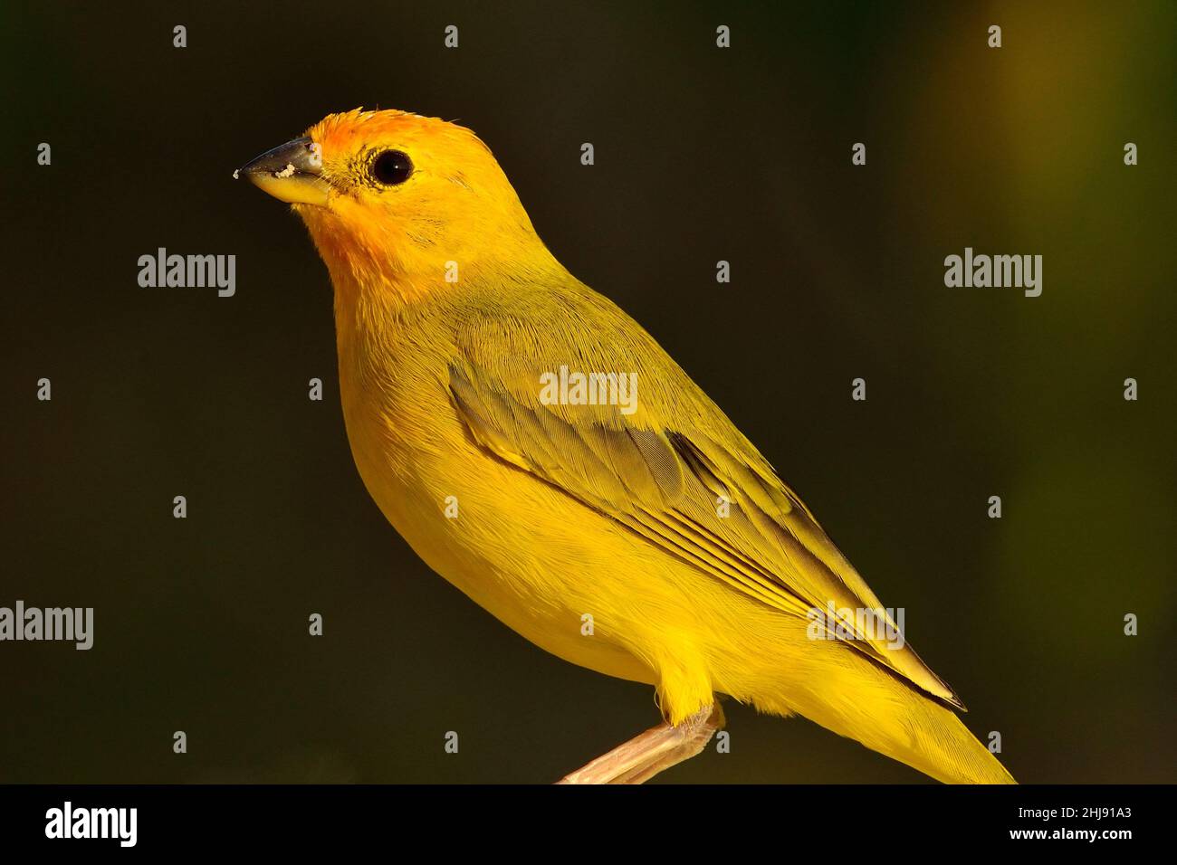 Safranammer, safran finch, Sicalis flaveola, Curaçao Banque D'Images