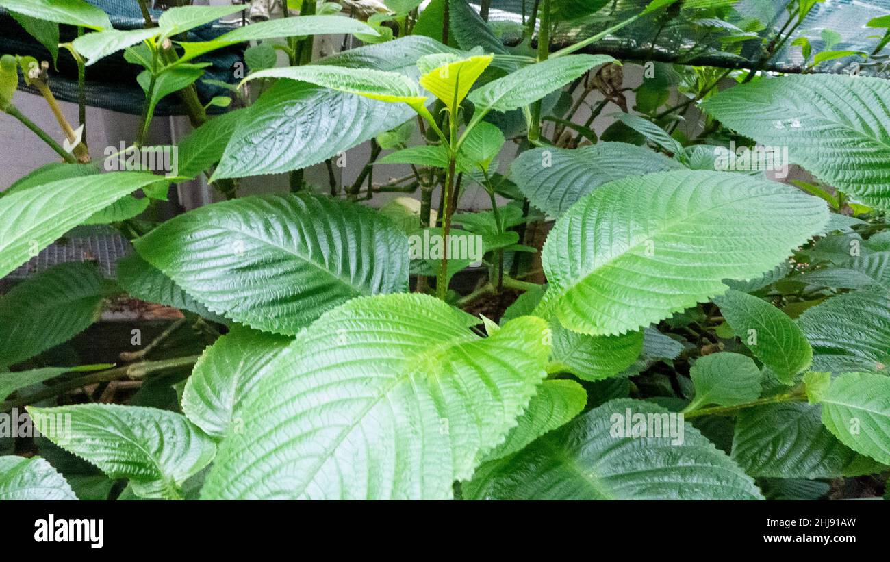 Feuilles vertes de la plante géante 'salvia' Brillantasia (Brillantasia nyanzarum) Banque D'Images