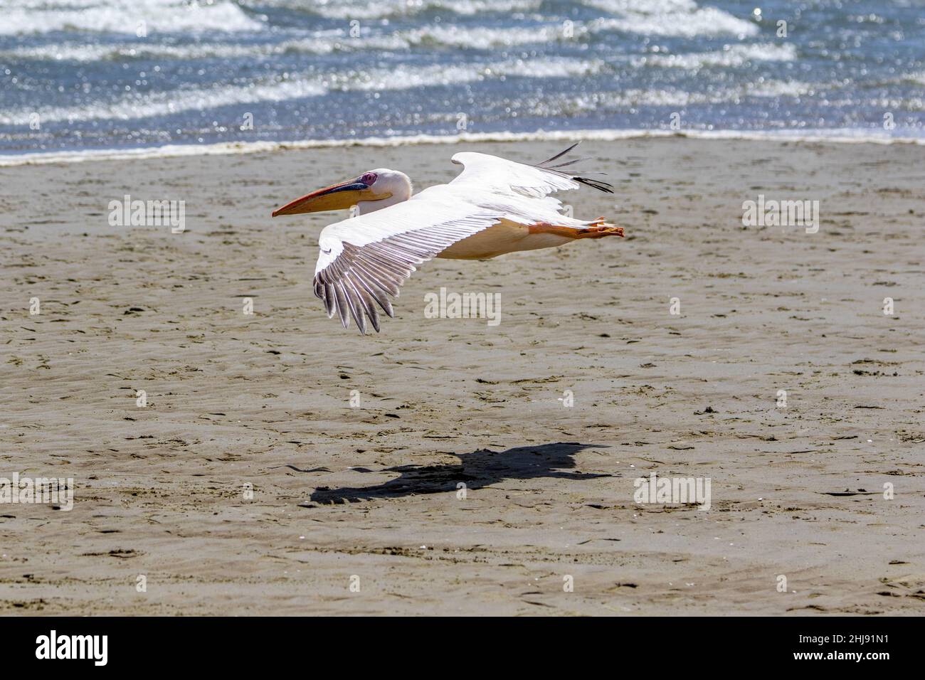 Grand Pelican blanc, Walvis Bay, Namibie Banque D'Images