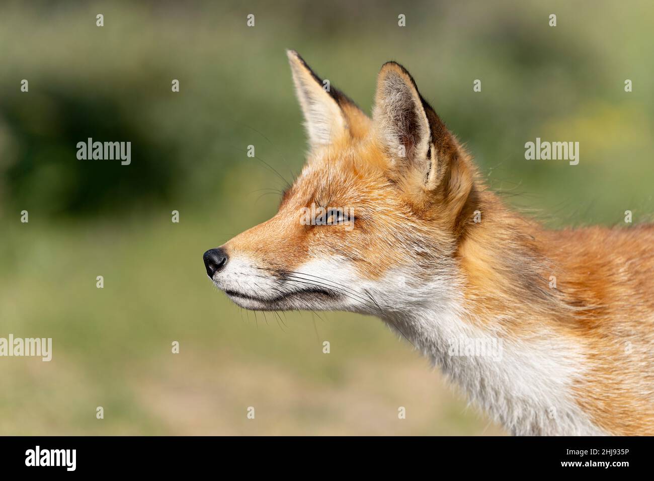 Portrait d'un jeune renard rouge, le plus grand des vrais renards, marchant dans une dune près d'Amsterdam Banque D'Images