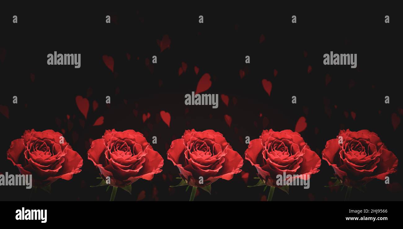 Rangée de roses rouges sur fond romantique. Banque D'Images