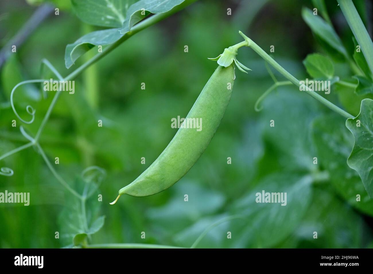 gros plan sur les pois verts mûrs avec des plantes qui poussent dans la ferme sur fond vert-brun hors foyer. Banque D'Images
