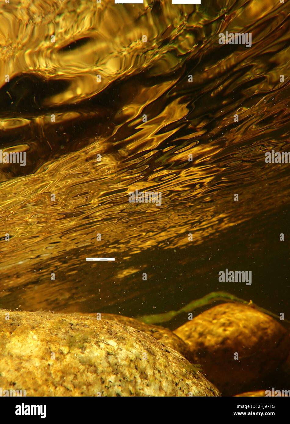 Vue dorée sombre sur les rochers mouchetés sous l'eau d'une rivière NZ du sud de l'île Banque D'Images