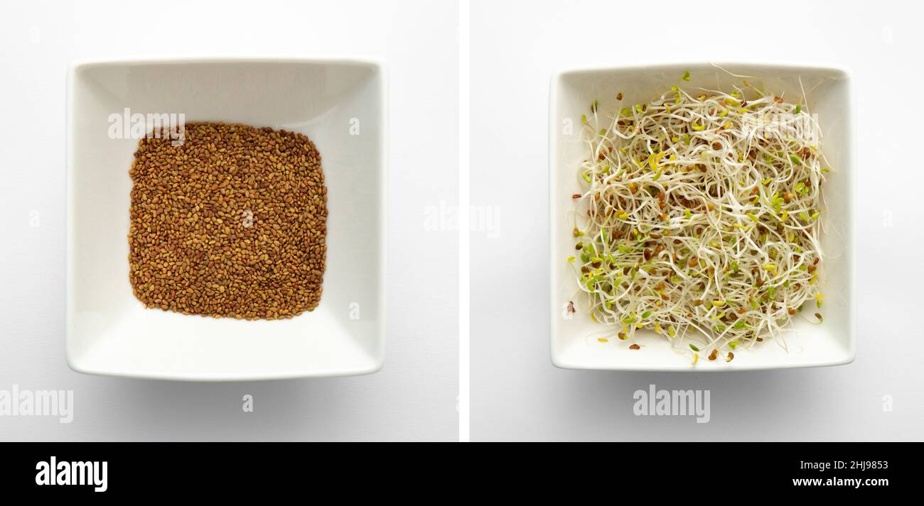 Luzerne ou luzerne (Medicago sativa) pousses de graines dans un bol blanc sur fond blanc, prise en studio. Avant la germination à gauche et après 4 jours. Banque D'Images