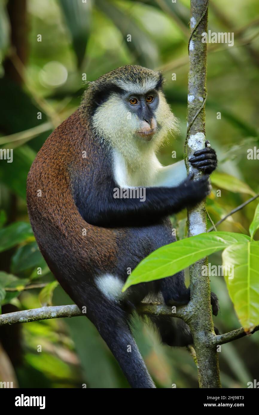 Monkey Mona (Cercopithecus mona) assis sur un arbre, Parc national du Grand Etang, Grenade. Banque D'Images