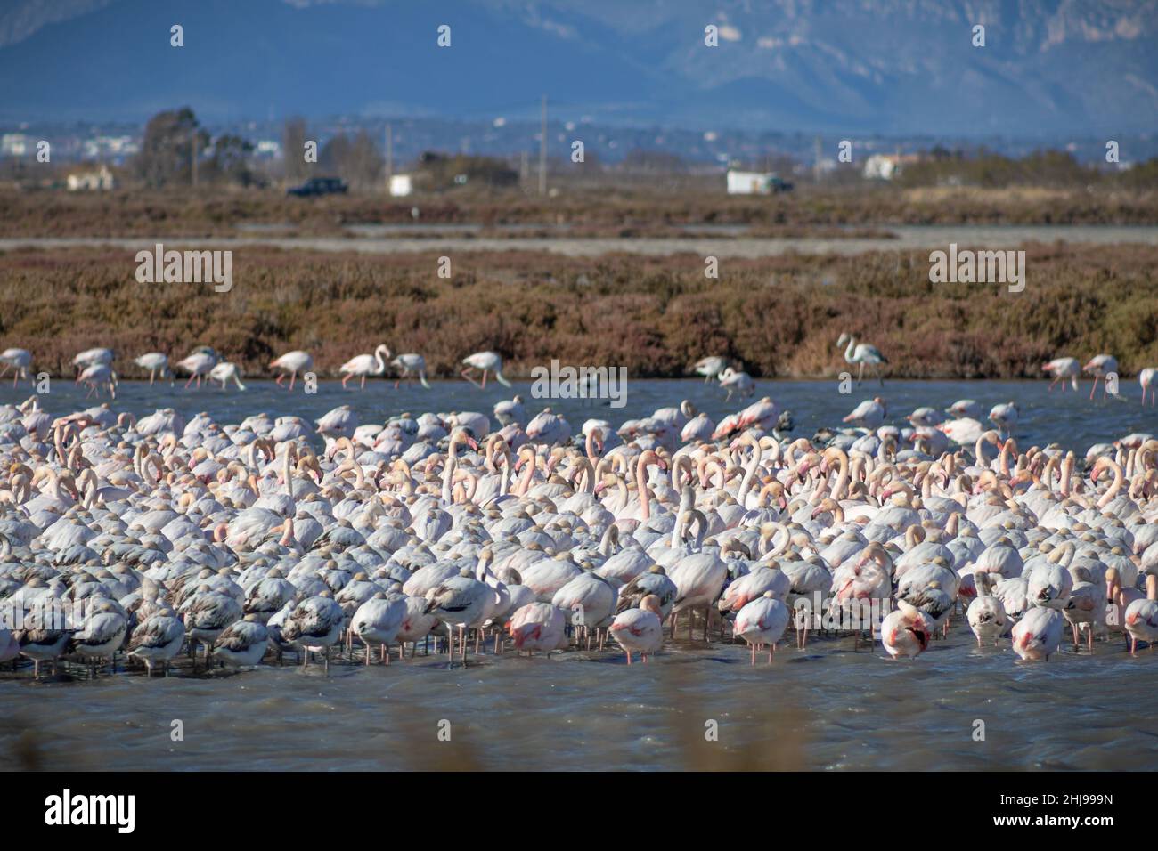 Flamants dans le parc naturel du Delta Ebro, Tarragone, Catalogne, Espagne.Observation des oiseaux. Banque D'Images