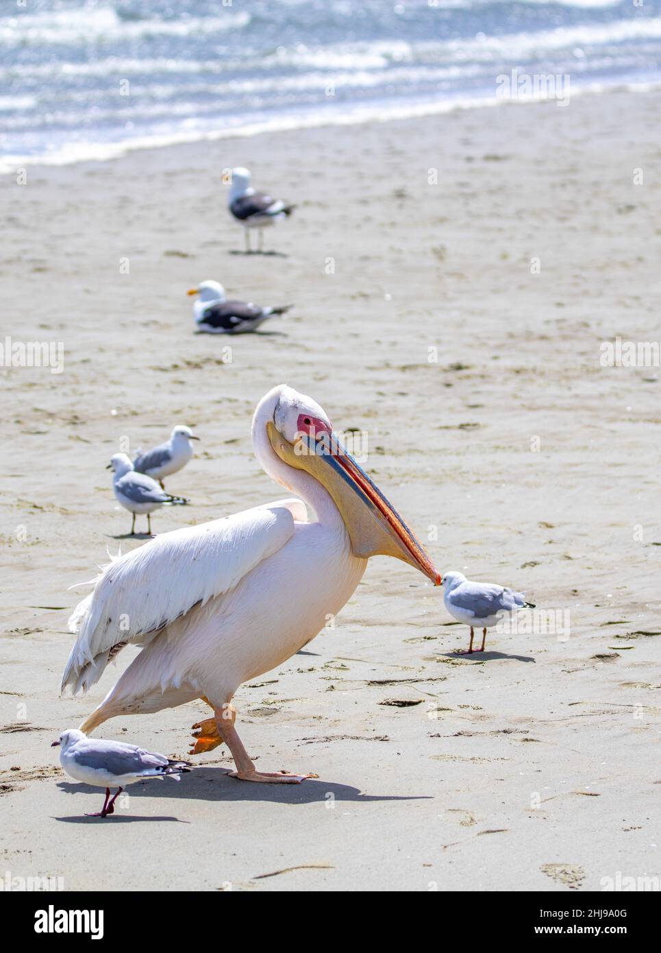 Grand Pelican blanc, Walvis Bay, Namibie Banque D'Images