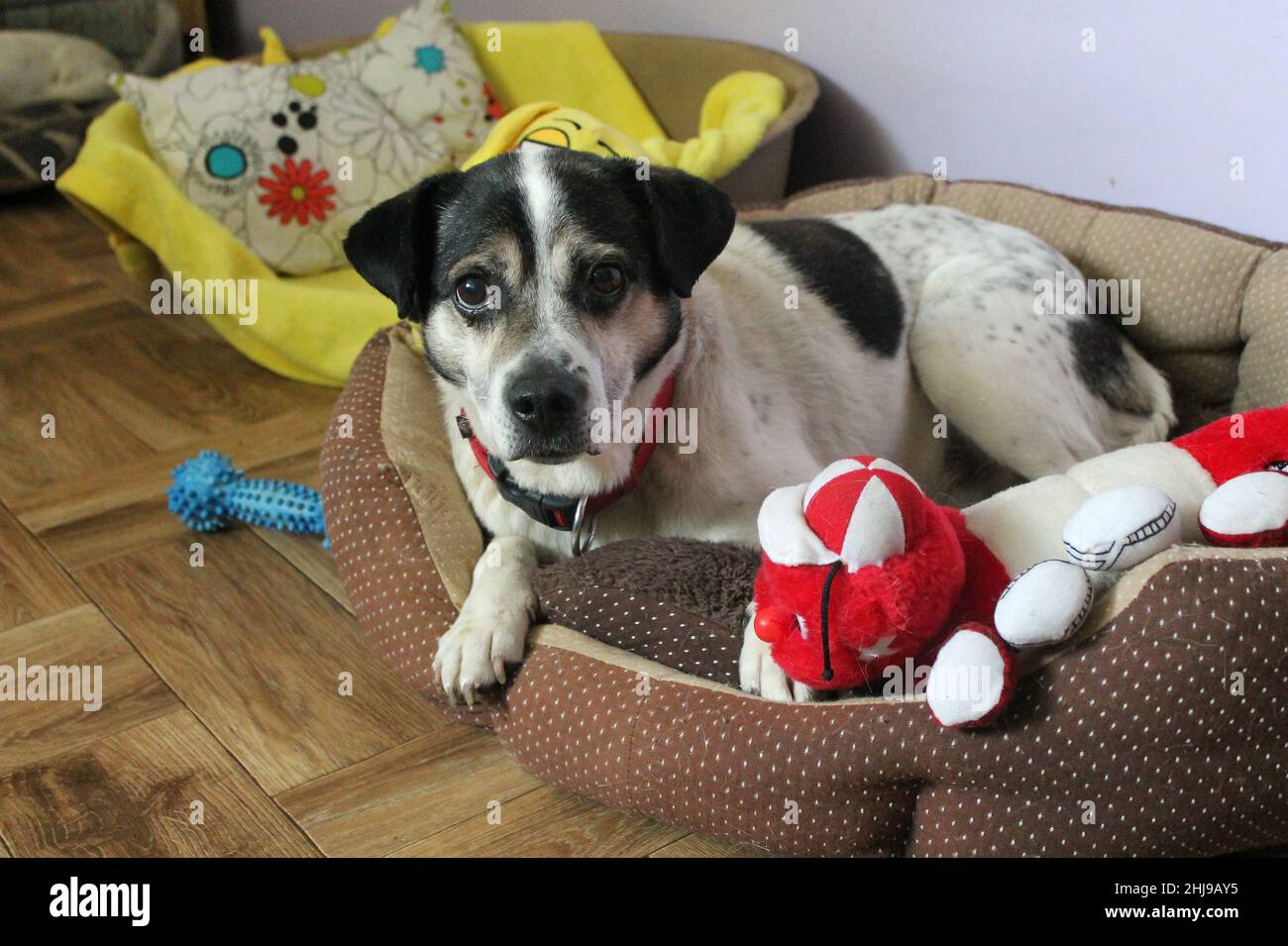 Trois chiens blancs de contenu Banque de photographies et d'images à haute  résolution - Alamy