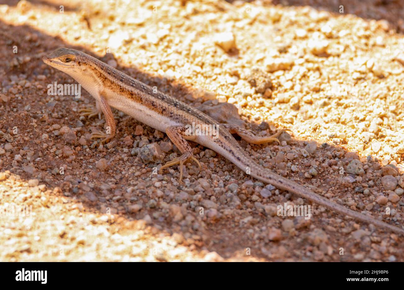Lizard en Namibie Banque D'Images