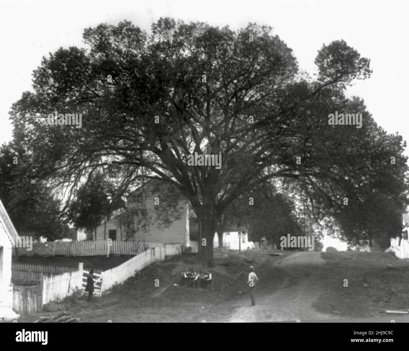 L'Elm Tree constitutionnel de l'Indiana sous lequel la constitution de l'État de l'Indiana a été écrite - 1916 Banque D'Images