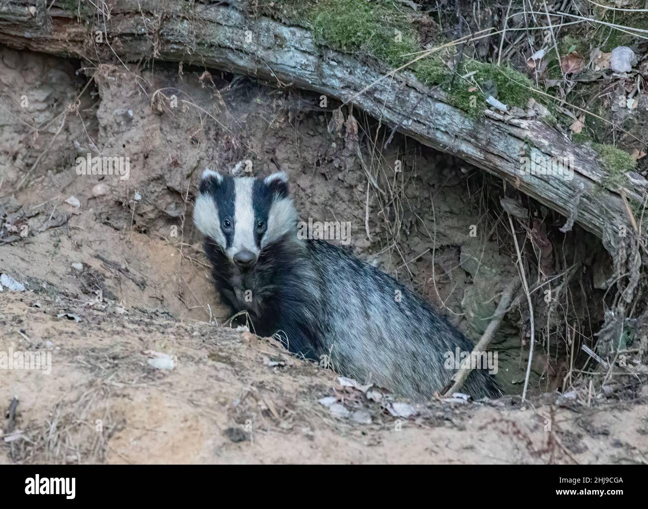 Un blaireau sauvage (Meles meles) émergeant de son sett construit sous un arbre tombé au crépuscule . Suffolk, Royaume-Uni Banque D'Images